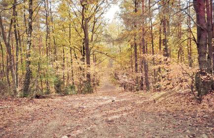 Masuria Warsaw - dom na wyłączność - w lesie i przy rzece - 15 min od Warszawy - Foto 59