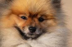 Mystique Barn - Foto 20