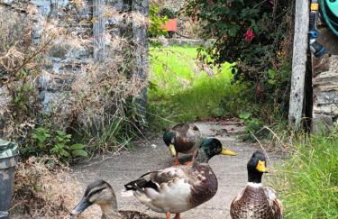 Rural Farm Stay with 6 cottages, 4 miles to Barnstaple, Pet friendly, Daily animal experiences, Outdoor heated pool, Games barn, Free fast WiFi, Free parking - Foto 28