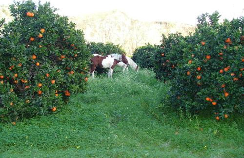 Holiday Home in Guardavalle Near River - Foto 40