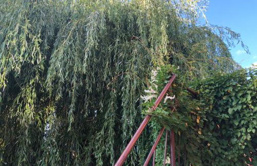 Peeneurlaub - Foto 11