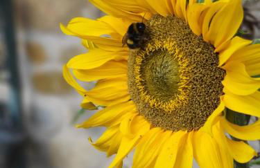 Cliff House Holiday Cottages - Foto 47