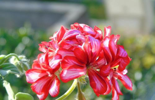 Apartment Karla - Foto 30