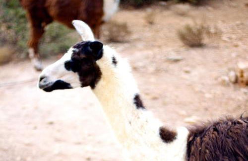 Stone Village Hotel Apartments - Foto 60