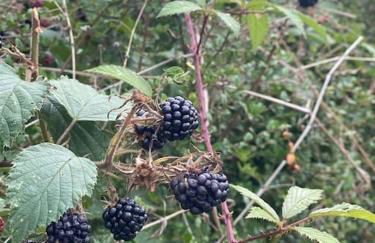 Cosy bungalow with views, walks, garden & parking. - Foto 15