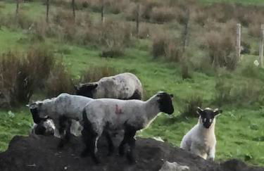 Merril Grove Farm Cottages for larger group stays. - Photo 56