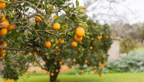 Yourhouse Villa Sa Caseta - Foto 2, Garden, Garden view