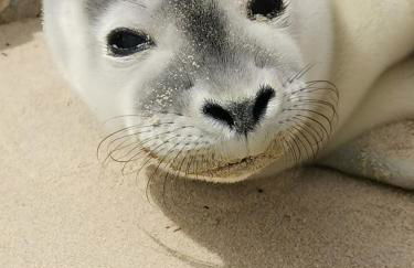 Perle d'Opale T2 FACE MER BALNÉO-SPA PARKING PRIVÉ WIFI NETFLIX HÔTEL&LOGDE 4 PERS - Foto 20