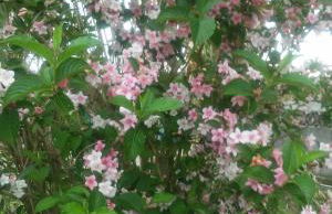 Apartamentos Rurales el Ferreirón - Foto 40