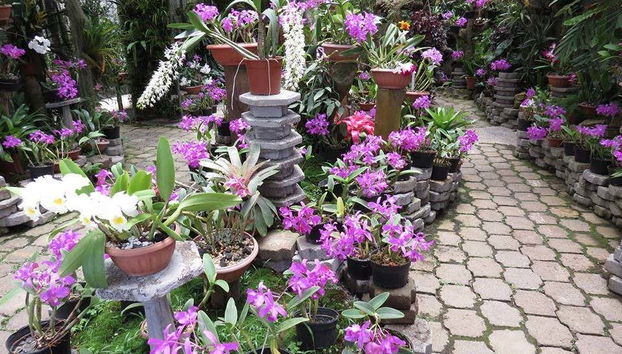 Excursão ao Vulcão Irazú, Valle de Orosi e Jardins Lankester - Foto 3