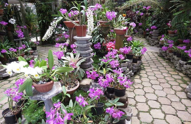 Excursão ao Vulcão Irazú, Valle de Orosi e Jardins Lankester - Foto 3