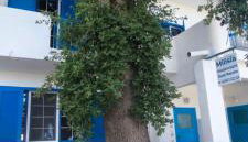 Milisia Rooms - Foto 3