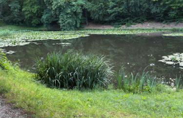 Unser Harztraum - Foto 30