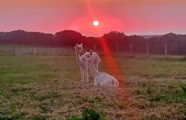 Secluded Converted Horsebox Retreat in Welcombe - Photo 10