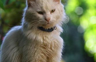 Venetis Luxury Apartments - Photo 28