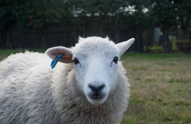 Super Spacious Barn Conversion With Free Wifi, Netflix Fireplace - Photo 58