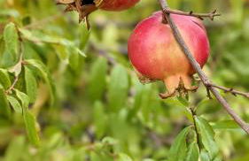 Linda House Corfu - Foto 48