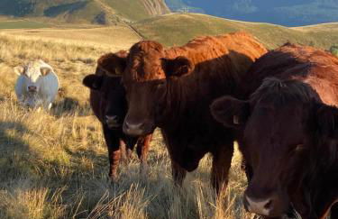 Grand appartement hyper centre haut standing - Foto 66