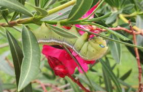 Oberberghof - Foto 43