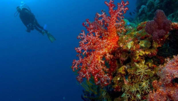 Diving adventure at Catalina Island - Foto 5