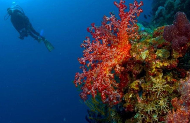 Diving adventure at Catalina Island - Foto 5