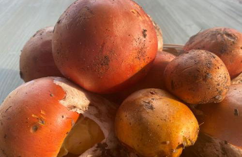 Agriturismo Grammelot - Foto 7