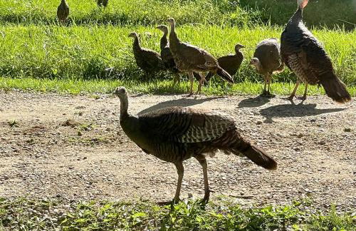 The charming Glenn Cottage! Walk to Lake Michigan! - Foto 37