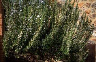 Tenuta Aronne - Foto 37