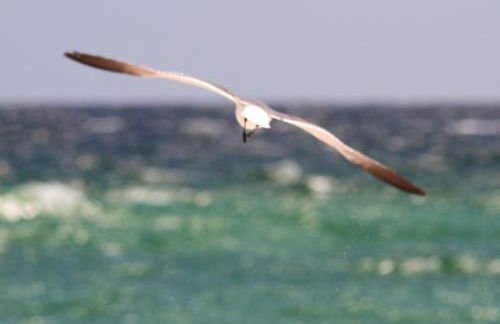 Enclave 602a by Gulf Tide Vacation Rentals - Foto 44