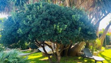 Terra Di Mare - Foto 4, Garden