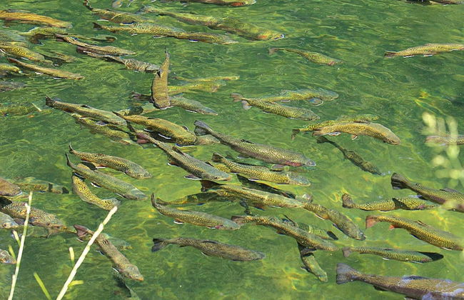 Apartment in Alsace With Nature Retreat - Foto 19