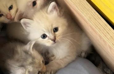 Ferme Pédagogique Bordeneuve - Foto 35