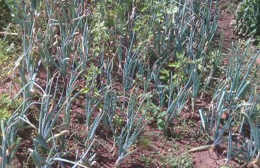 Agriturismo Torre Cristina - Foto 54