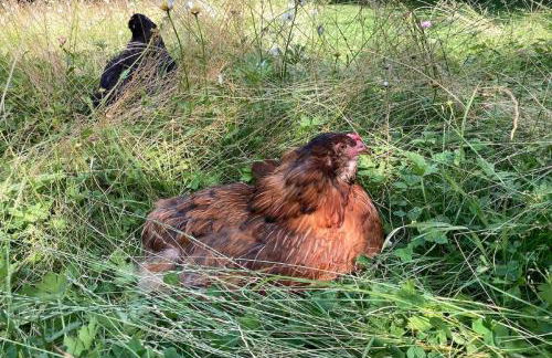 KrämersBug - Unterkunft für Familien mit kleinen Kindern - Foto 8