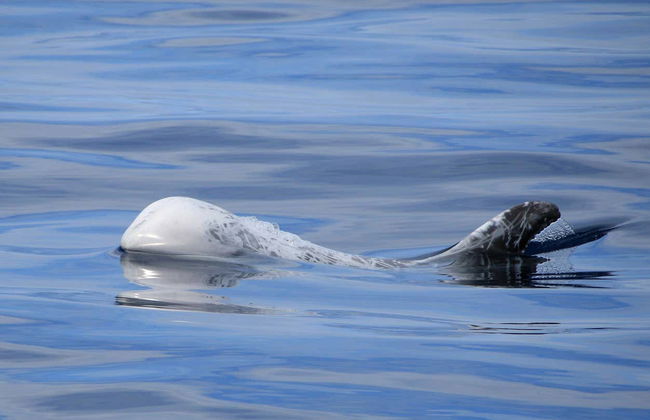 Terceira Whale Watching - Foto 1