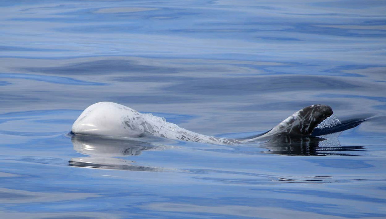 Terceira Whale Watching - Foto 2
