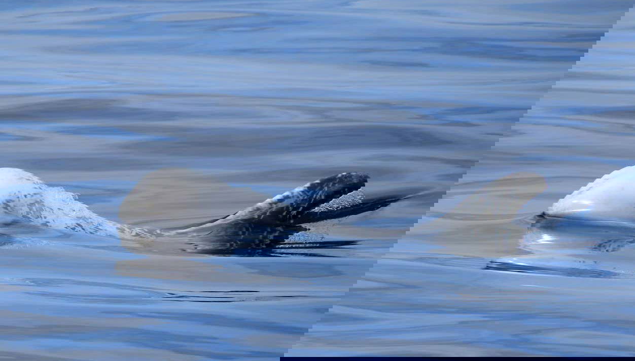 Terceira Whale Watching - Foto 1