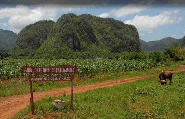 Viñales Valley Private Classic Car Tour - Photo 2