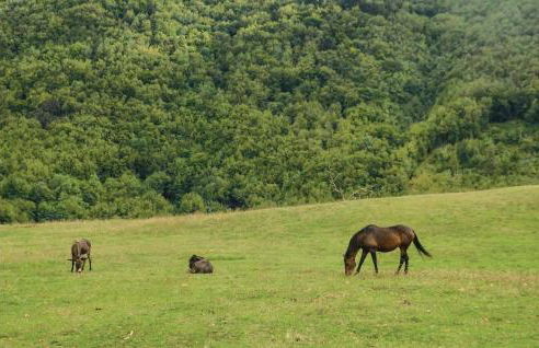 Casa Matilde - Foto 39