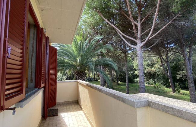 Pineforest - Foto 19