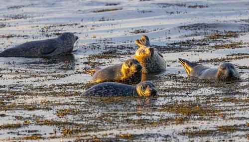Waterfront Apartment, St Margarets Hope, Orkney - Foto 4