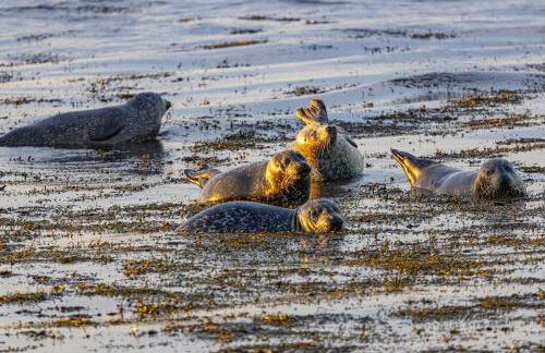 Waterfront Apartment, St Margarets Hope, Orkney - Photo 4