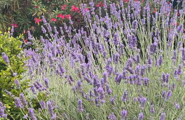 Villa Daurus - Foto 61