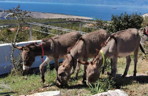 Villa Suzi - Family Farm Stay with Donkeys, Pool and Sea View near Rijeka - Photo 19