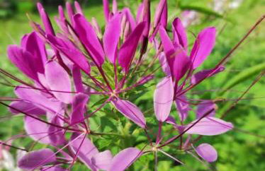 Komfortowy dom wakacyjny dla kilku rodzin - Foto 53