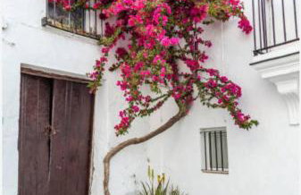 Vejer de la Frontera - La Sacristía - Foto 13