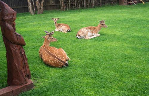 Mazury Domek nad Łowiskiem Muławki - Foto 16