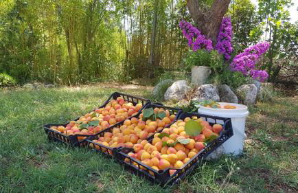 Agriturismo PETRA LUCANA - Photo 38