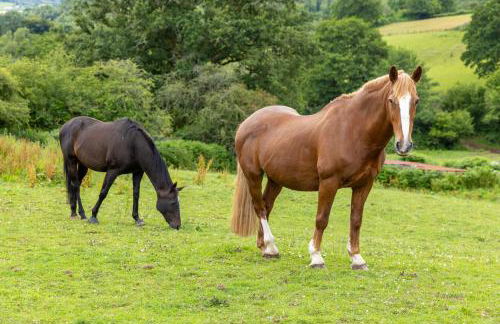 Welsh Marches at Upper Glyn Farm - Foto 36