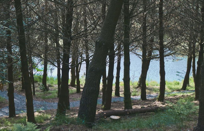 Mushroom Yurt set in 4 Acres of Woodland and Lakes - Foto 19
